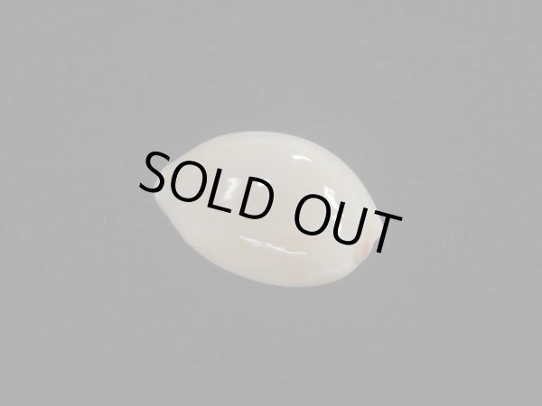 画像2: ロレンツオサナダカラ(Cypraea reevei lorenzoi) 美品 (2)