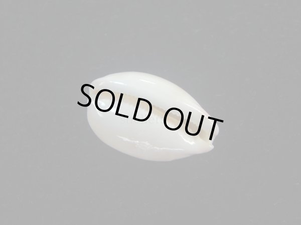 画像3: ロレンツオサナダカラ(Cypraea reevei lorenzoi) 美品 (3)