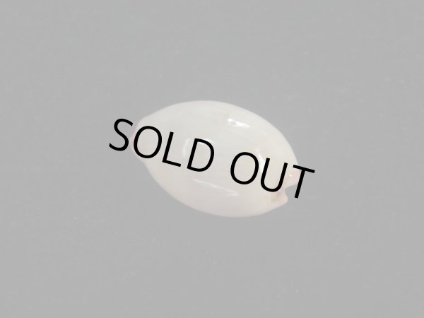 画像2: ロレンツオサナダカラ(Cypraea reevei lorenzoi) 濃色　美品 (2)