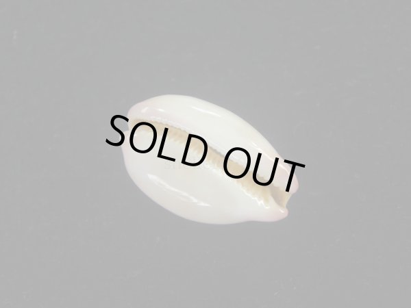 画像3: ロレンツオサナダカラ(Cypraea reevei lorenzoi) 濃色　美品 (3)