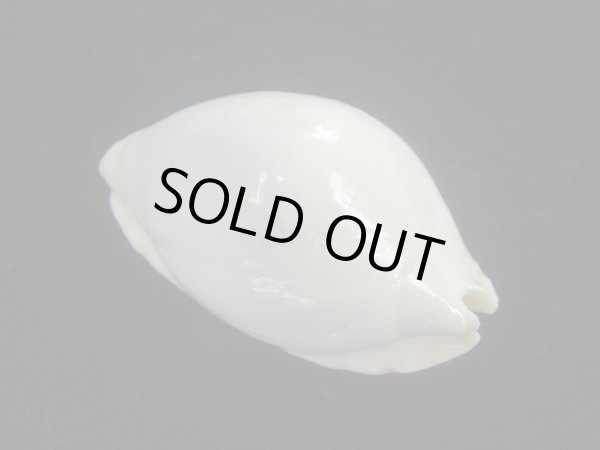 画像2: シロヘルメットダカラ(Zoila marginata albanyensis) 老成 (2)