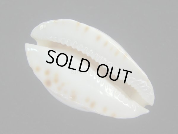 画像3: シロヘルメットダカラ(Zoila marginata albanyensis) 老成 (3)