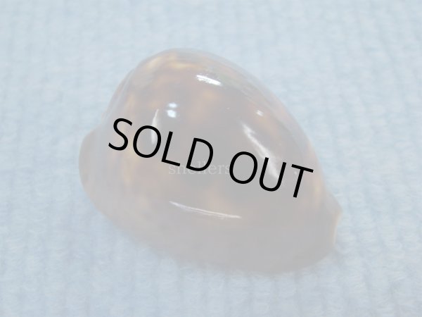 画像1: ソレントメンコイダカラ(Zoila venusta sorrentensis) 濃色　美品 (1)