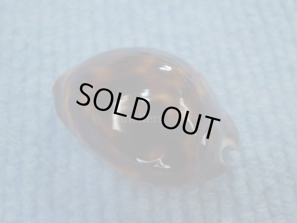 画像2: ソレントメンコイダカラ(Zoila venusta sorrentensis) 濃色　美品 (2)