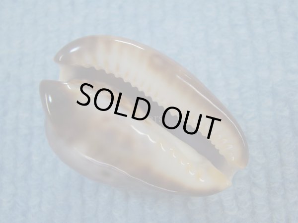 画像3: ソレントメンコイダカラ(Zoila venusta sorrentensis) 濃色　美品 (3)