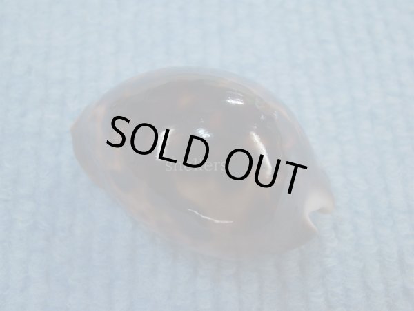 画像2: ソレントメンコイダカラ(Zoila venusta sorrentensis) ピンクベース　特濃色　美品 (2)