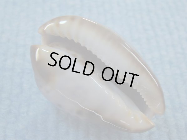 画像3: ソレントメンコイダカラ(Zoila venusta sorrentensis) ピンクベース　特濃色　美品 (3)