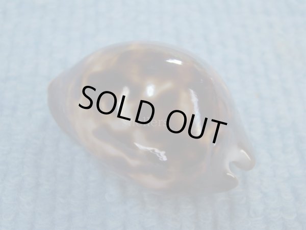 画像2: ソレントメンコイダカラ(Zoila venusta sorrentensis) ピンクベース　濃色　美品 (2)