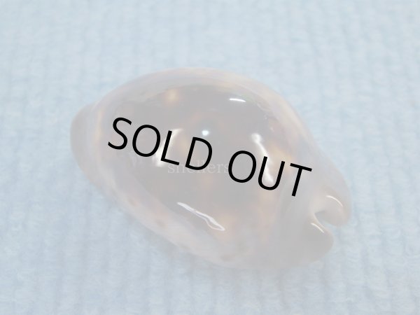 画像2: ソレントメンコイダカラ(Zoila venusta sorrentensis) 大　老成　ピンクベース　濃色 (2)