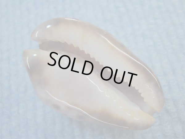 画像3: ソレントメンコイダカラ(Zoila venusta sorrentensis) 大　老成　ピンクベース　濃色 (3)