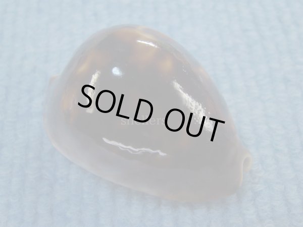 画像1: ソレントメンコイダカラ(Zoila venusta sorrentensis) 大　ピンクベース　特濃色 (1)