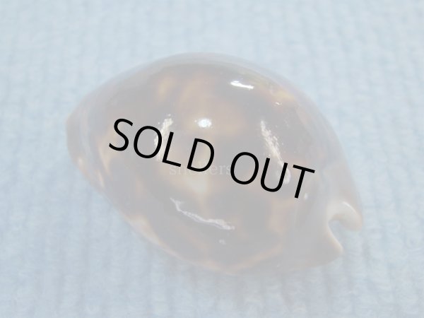 画像2: ソレントメンコイダカラ(Zoila venusta sorrentensis) 大　ピンクベース　特濃色 (2)