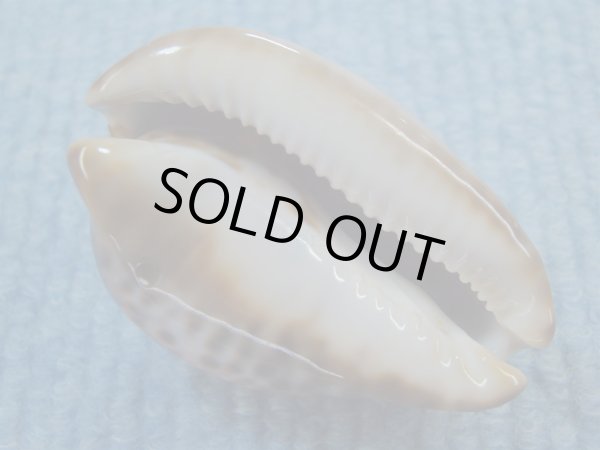 画像3: ソレントメンコイダカラ(Zoila venusta sorrentensis) 大　ピンクベース　特濃色 (3)