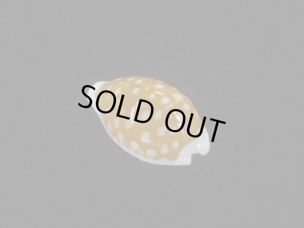 画像2: ロットネストカノコダカラ(Cribrarula exmouthensis rottnestensis) (2)