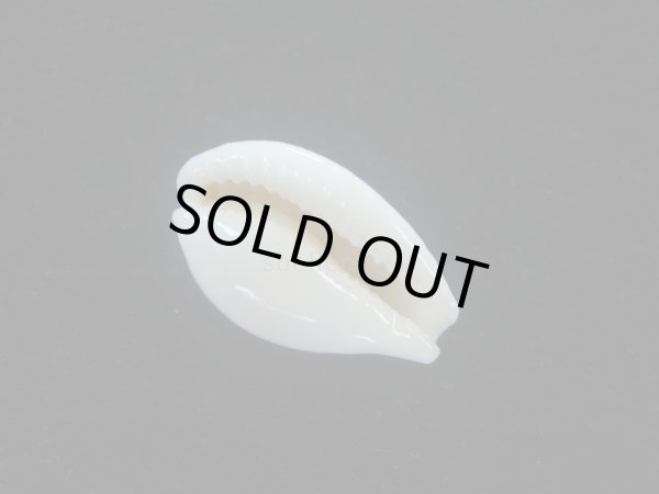 画像3: ロットネストカノコダカラ(Cribrarula exmouthensis rottnestensis) (3)