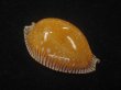 画像1: アンダマンクロユリダカラ(Perisserosa guttata surinensis) 濃色　美品 (1)