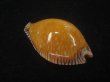 画像2: アンダマンクロユリダカラ(Perisserosa guttata surinensis) 濃色　美品 (2)