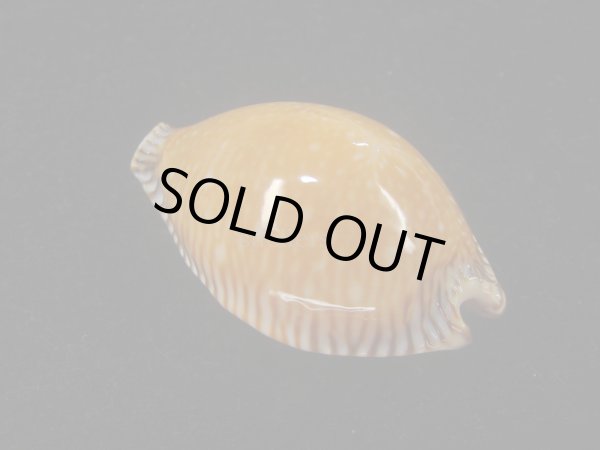 画像2: アンダマンクロユリダカラ(Perisserosa guttata surinensis) 濃色　美品 (2)