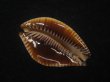 画像3: アンダマンクロユリダカラ(Perisserosa guttata surinensis) 濃色　美品 (3)