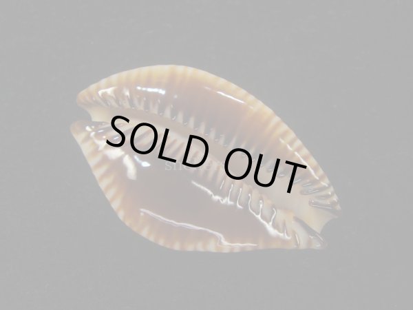 画像3: アンダマンクロユリダカラ(Perisserosa guttata surinensis) 濃色　美品 (3)