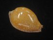画像1: アンダマンクロユリダカラ(Perisserosa guttata surinensis) 老成　大　美品 (1)