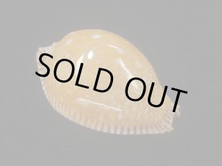 70726f647563742f53542f352f3035