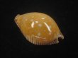 画像2: アンダマンクロユリダカラ(Perisserosa guttata surinensis) 老成　大　美品 (2)