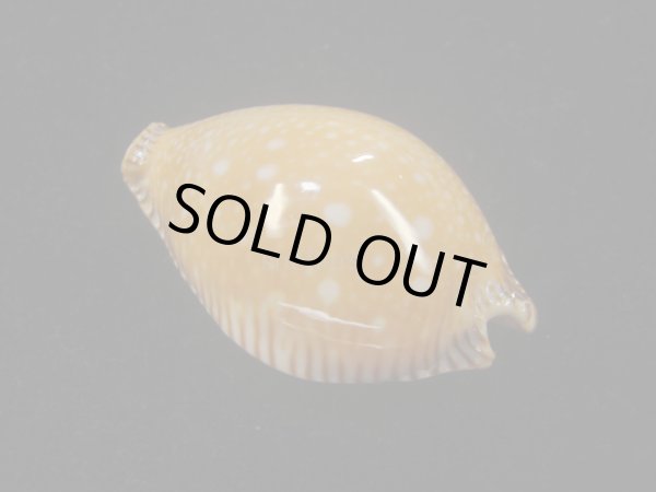 画像2: アンダマンクロユリダカラ(Perisserosa guttata surinensis) 老成　大　美品 (2)