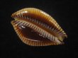 画像3: アンダマンクロユリダカラ(Perisserosa guttata surinensis) 老成　大　美品 (3)