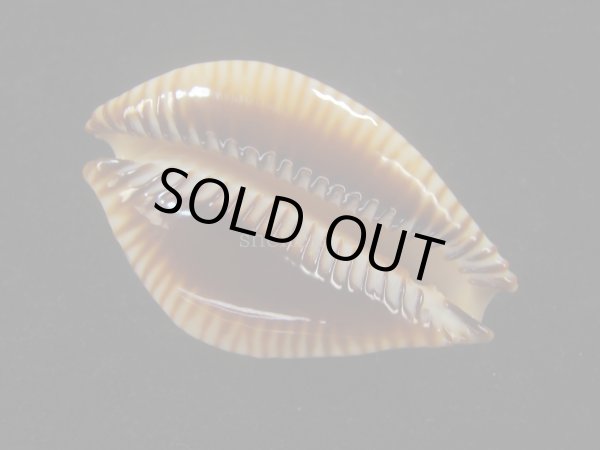 画像3: アンダマンクロユリダカラ(Perisserosa guttata surinensis) 老成　大　美品 (3)