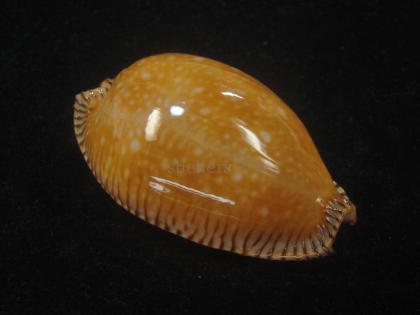 画像1: アンダマンクロユリダカラ(Perisserosa guttata surinensis) 大　濃色 (1)