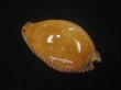 画像2: アンダマンクロユリダカラ(Perisserosa guttata surinensis) 大　濃色 (2)