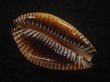 画像3: アンダマンクロユリダカラ(Perisserosa guttata surinensis) 大　濃色 (3)