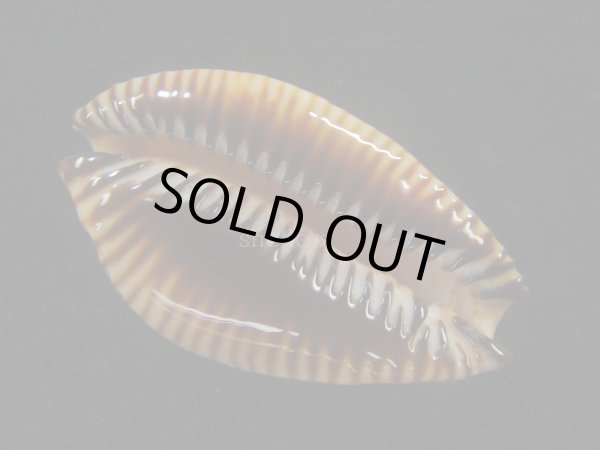 画像3: アンダマンクロユリダカラ(Perisserosa guttata surinensis) 大　濃色 (3)