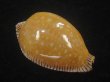画像1: アンダマンクロユリダカラ(Perisserosa guttata surinensis) 58ｍｍ　特大　老成 (1)