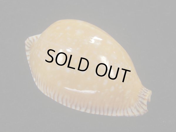 画像1: アンダマンクロユリダカラ(Perisserosa guttata surinensis) 58ｍｍ　特大　老成 (1)