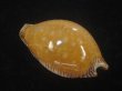 画像2: アンダマンクロユリダカラ(Perisserosa guttata surinensis) 58ｍｍ　特大　老成 (2)