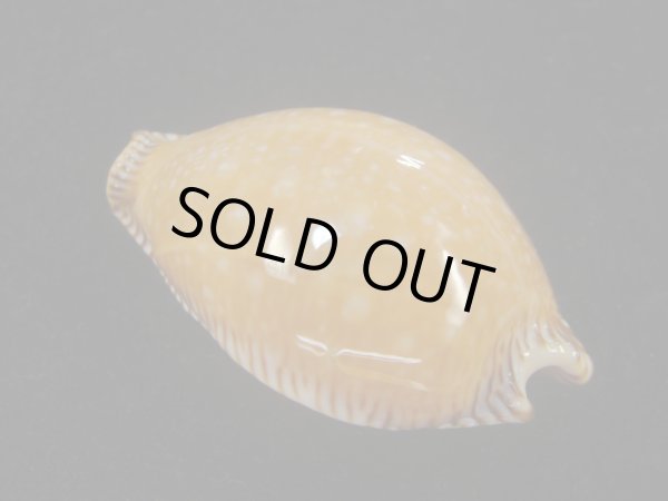 画像2: アンダマンクロユリダカラ(Perisserosa guttata surinensis) 58ｍｍ　特大　老成 (2)