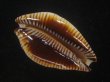 画像3: アンダマンクロユリダカラ(Perisserosa guttata surinensis) 58ｍｍ　特大　老成 (3)