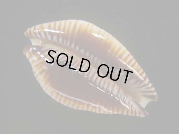 画像3: アンダマンクロユリダカラ(Perisserosa guttata surinensis) 58ｍｍ　特大　老成 (3)