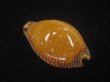 画像2: アンダマンクロユリダカラ(Perisserosa guttata surinensis) 老成　特濃色 (2)