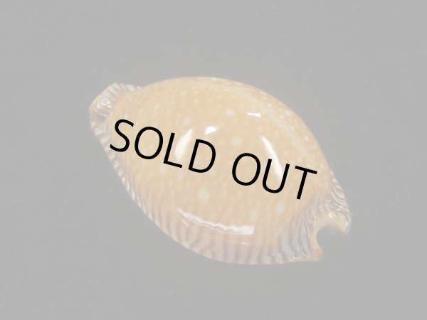 画像2: アンダマンクロユリダカラ(Perisserosa guttata surinensis) 老成　特濃色 (2)