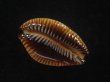画像3: アンダマンクロユリダカラ(Perisserosa guttata surinensis) 老成　特濃色 (3)