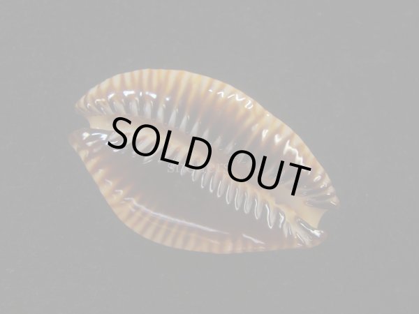 画像3: アンダマンクロユリダカラ(Perisserosa guttata surinensis) 老成　特濃色 (3)