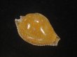 画像1: ビカロサクロユリダカラ(Perisserosa guttata guttata f.bicalosa) 老成　美品 (1)