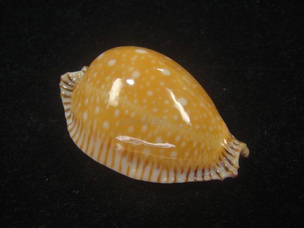 画像2: ビカロサクロユリダカラ(Perisserosa guttata guttata f.bicalosa) 老成　美品 (2)