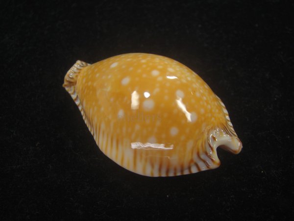 画像3: ビカロサクロユリダカラ(Perisserosa guttata guttata f.bicalosa) 老成　美品 (3)