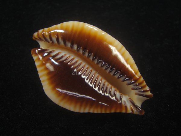 画像4: ビカロサクロユリダカラ(Perisserosa guttata guttata f.bicalosa) 老成　美品 (4)