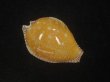 画像1: ビカロサクロユリダカラ(Perisserosa guttata guttata f.bicalosa) 老成 (1)