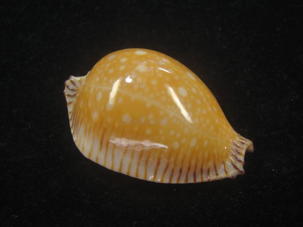 画像2: ビカロサクロユリダカラ(Perisserosa guttata guttata f.bicalosa) 老成 (2)